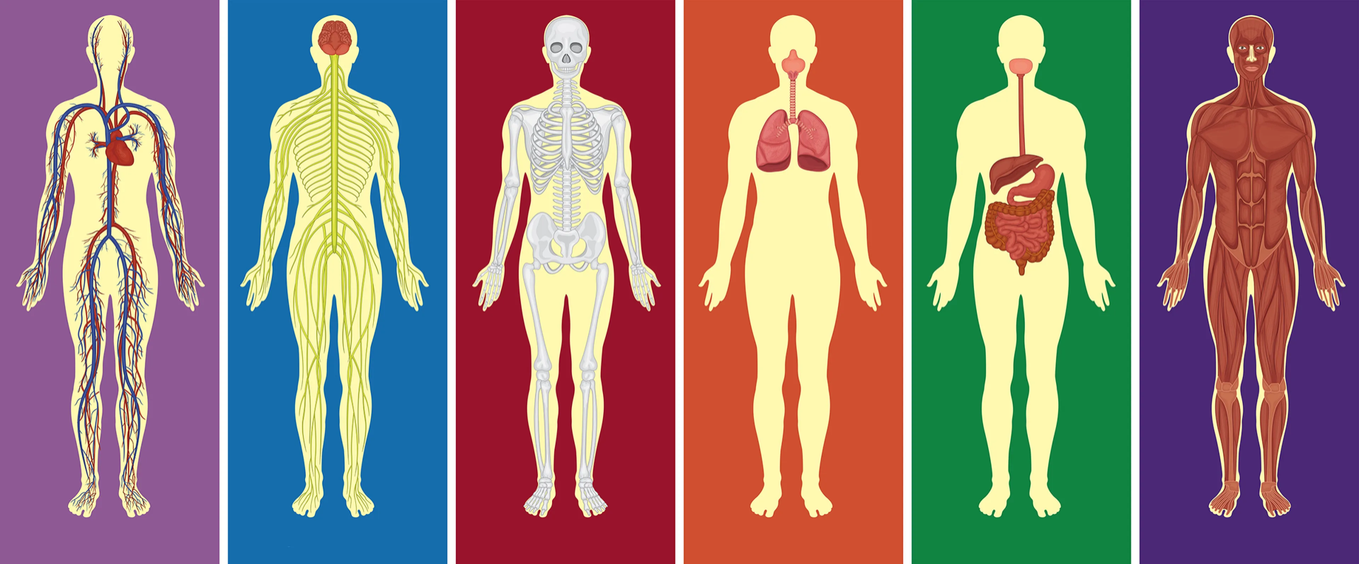 10 Datos Curiosos sobre el Cuerpo Humano
