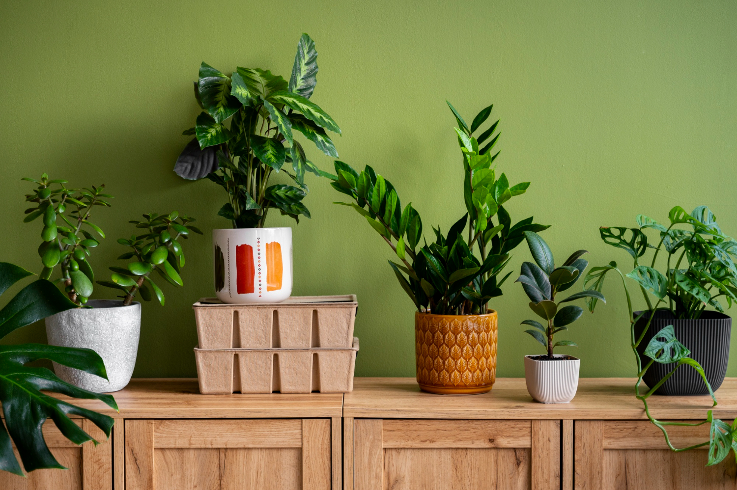 ¡Verde en casa! Descubre las plantas perfectas para interiores